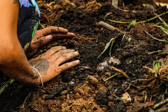 Hands working living soil in a garden