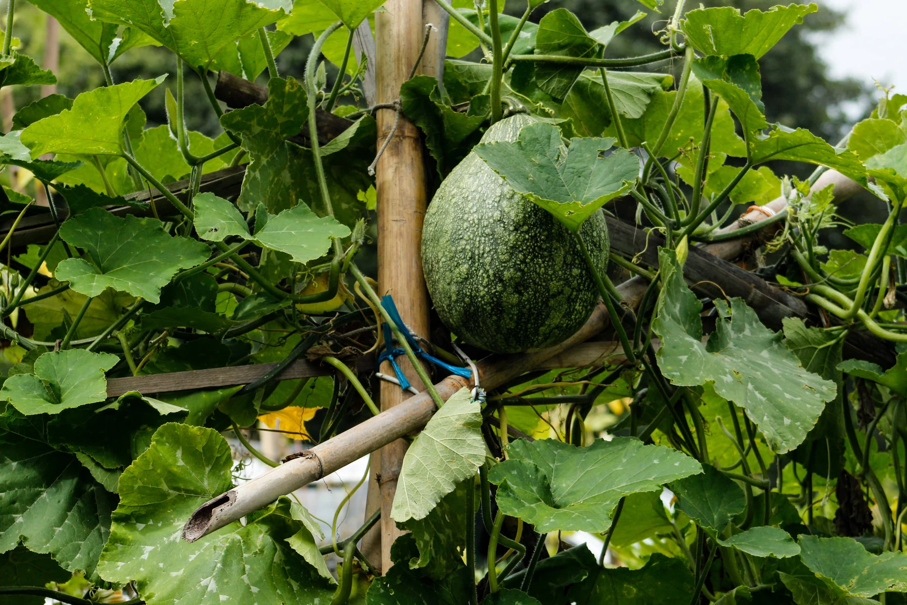 Pumpkin growing among leaves in a regenerative garden